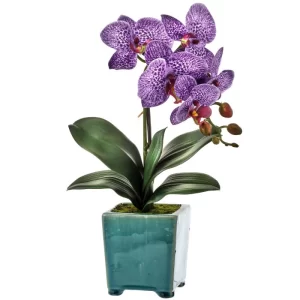 Phalaenopsis Maceta Color Púrpura - Blanco De X 46 Cm