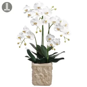 Phalaenopsis color Blanco de  0 x  0 x 86 x 0 cm