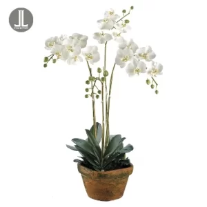 Phalaenopsis Color Blanco De 0 X 0 X 91 X 0 Cm