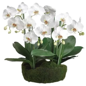 Phalaenopsis Musgo Color Blanco De 0 X 0 X 51 X 0 Cm
