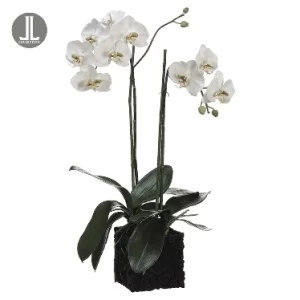 Phalaenopsis color Blanco de  0 x  0 x 79 x 0 cm