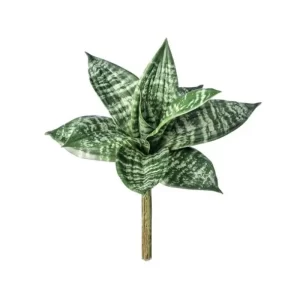 Sanseveria color Verde de 25cm