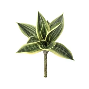 Sanseveria color Amarillo - Verde de 25cm