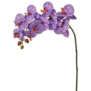 Phalaenopsis Color Púrpura - Blanco De X 86 Cm