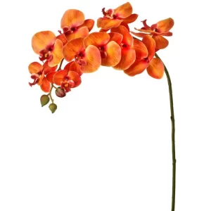 Phalaenopsis Color Anaranjado De X 86 Cm
