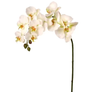 Phalaenopsis Color Blanco De X 86 Cm