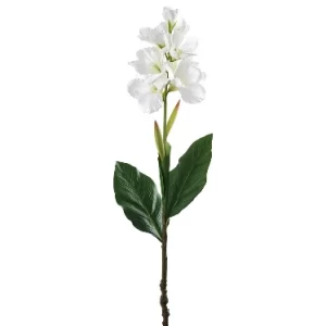 Flor Canna color Blanco de  0 x  0 x 118 x 0 cm