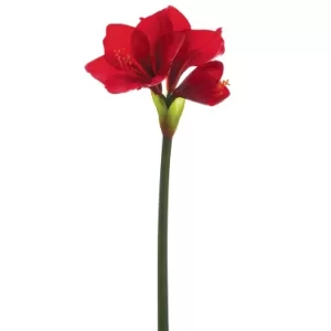 Amarilis color Rojo de  0 x  0 x 66 x 0 cm
