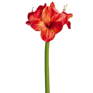 Amarilis color Rojo - Anaranjado de  0 x  0 x 69 x 0 cm