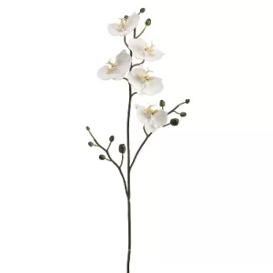 Capullo Phalaenopsis Color Blanco De 0 X 0 X 86 X 0 Cm
