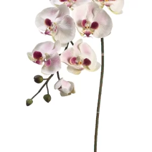 Phalaenopsis Color Blanco Rosado De 0 X 0 X 91 X 0 Cm