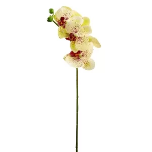Phalaenopsis Color Amarillo - Vinotinto De 0 X 0 X 60 X 0 Cm