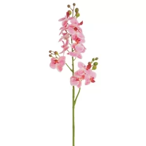 Phalaenopsis Color Rosado De 0 X 0 X 70 X 0 Cm