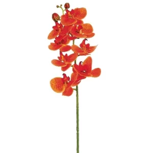 Phalaenopsis Color Anaranjado De 0 X 0 X 71 X 0 Cm