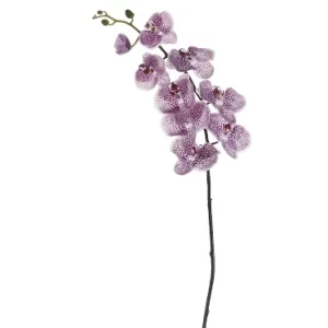 Phalaenopsis Color Violeta De 0 X 0 X 107 X 0 Cm