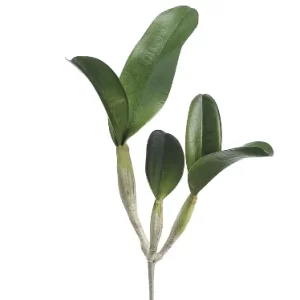 Hoja Cattleya color Verde de  0 x  0 x 38 x 0 cm
