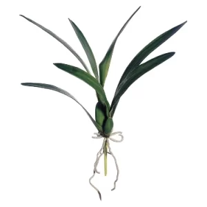 Hoja Orquidea color Verde de  0 x  0 x 46 x 0 cm