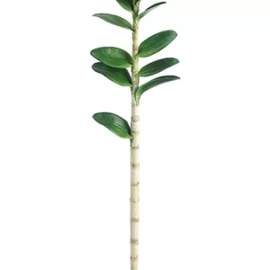 Tallo Dendrobium color Verde de  0 x  0 x 109 x 0 cm