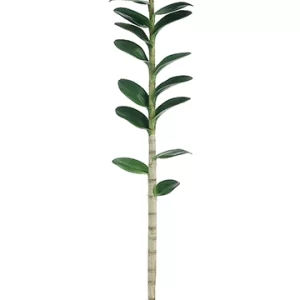 Tallo Dendrobium color Verde de  0 x  0 x 118 x 0 cm