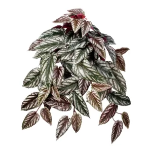 Begonia Colgante color Verde - Rojo de  61 cm