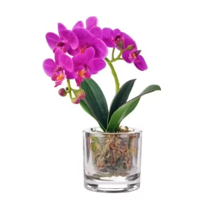 Phalaenopsis Color Morado De 25 Cm