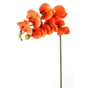 Phalaenopsis Color Anaranjado De X 71 Cm