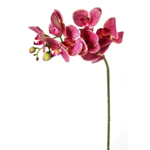 Phalaenopsis Color Rojizo De X 71 Cm