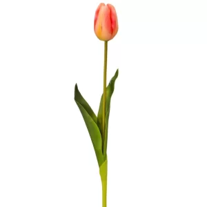 Tulipan color Rosado - Anaranjado de  x 58 cm