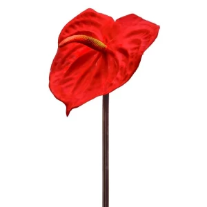 Anthurium color Rojo de  x 68 cm