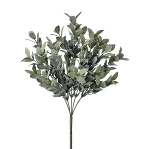 Arbusto Mirto color Verde de  x 36 cm