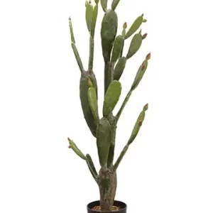 Cactus de oreja de conejo color Verde de 50 x 144 x 36000.00 cm3