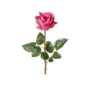 Rosa color Fucsia de 60cm